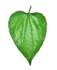 Fototapeta na wymiar Wildbetal Leafbush on white background