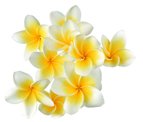 Obraz na płótnie Canvas Frangipani flower isolated on white background