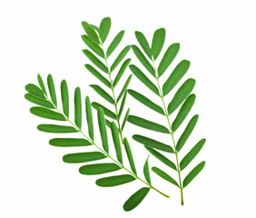 tamarind leaf isolated on white background
