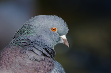 Closeup of the head of a rock pigeon. Shallow depth of field.