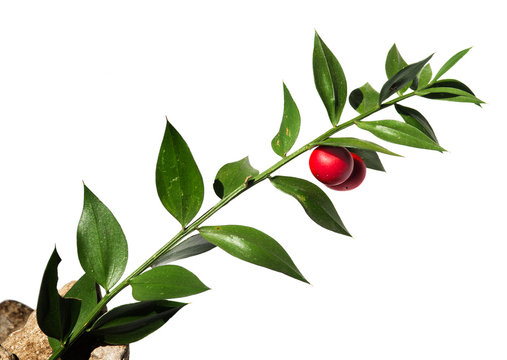 Butchers-broom stem with red fruit over white - Ruscus aculeatus