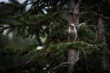 Bird Sitting on a Tree Branch