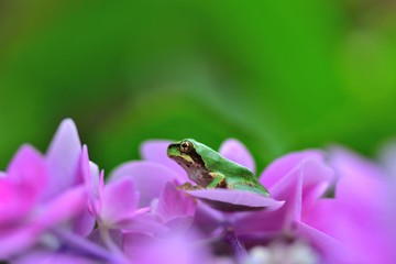 紫陽花の花びらにチョコンと座るアマガエル