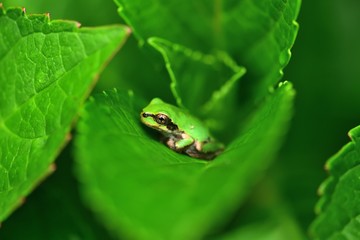 保護色で隠れているつもりのアマガエル