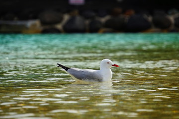 Seagull
