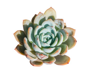 Miniature succulent plants isolated