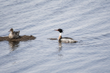 Fototapeta premium Red-breasted merganser in Lake Furen, Hokkaido, Japan.