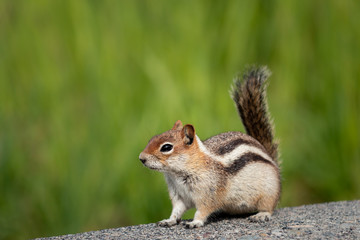 Naklejka na ściany i meble Golden-mantled ground squirrel (Callospermophilus lateralis)