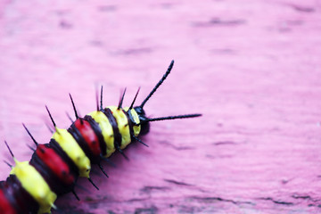 colorful butterfly worm on pink background