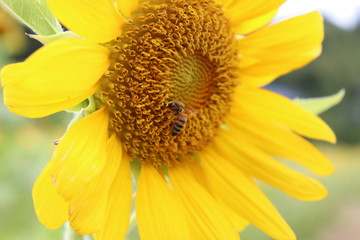 Bee on a sunflower