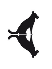 schatten spiegelung reflektion sitz sitzender hund niedlich süß haustier herrchen frauchen guter good boy girl silhouette schwarz umriss