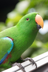 Beautiful green Parrot