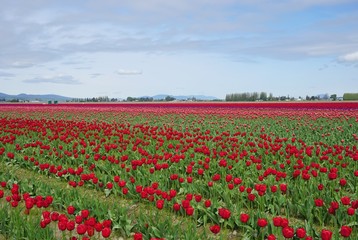 Colorful blooming tulip flower field in Skagit County Washington state