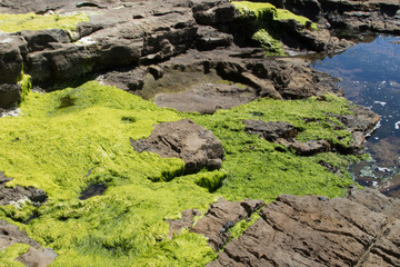 Pacific ocean Landscape with green seaweed wallpaper
