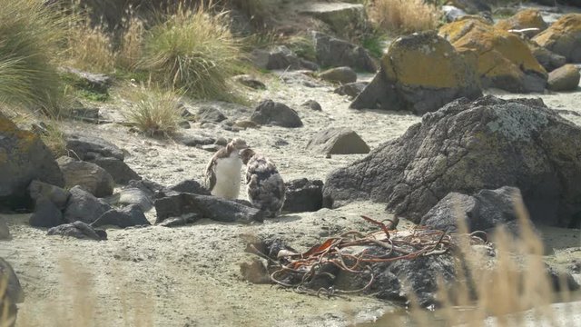Moulting yellow eyed penguins in New Zealand