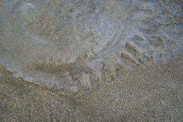 jellyfish die On the beach