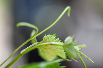 ぶどうのつる，新芽，葉，育成　家庭菜園