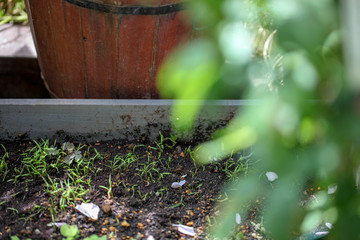人参，ニンジンの芽，種まき　家庭菜園