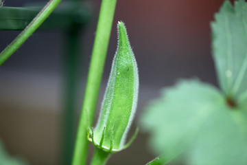 オクラの実，つる，葉　家庭菜園