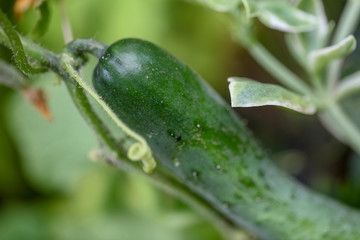 きゅうりの実，花，つる，葉　家庭菜園