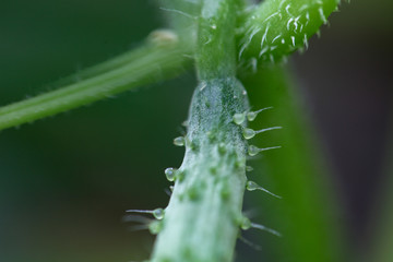 きゅうりの実，花，つる，葉　家庭菜園