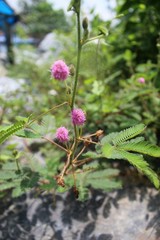 Sensitive plant or Mimosa pudica , Sleeping Grass, touch me not,Purple flower