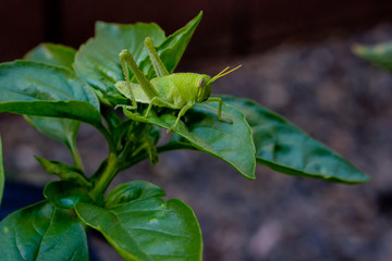 Bright green grasshopper on a sweet basil plant in the garden