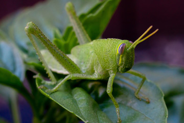 Bright green grasshopper on a sweet basil plant in the garden