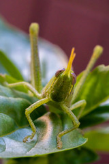 Bright green grasshopper on a sweet basil plant in the garden