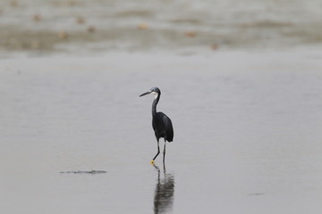 Western reef heron or western reef egret (Egretta gularis) in Ghana