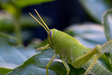 Bright green grasshopper on a sweet basil plant in the garden