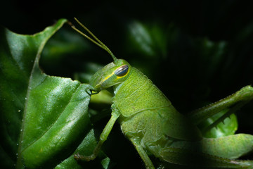Bright green grasshopper on a sweet basil plant in the garden