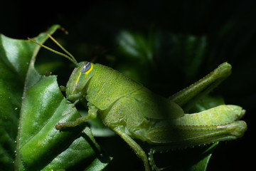 Bright green grasshopper on a sweet basil plant in the garden