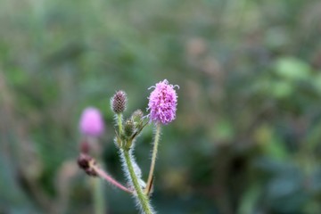Sensitive plant or Mimosa pudica , Sleeping Grass, touch me not,Purple flower
