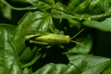Bright green grasshopper on a sweet basil plant in the garden