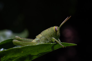 Bright green grasshopper on a sweet basil plant in the garden