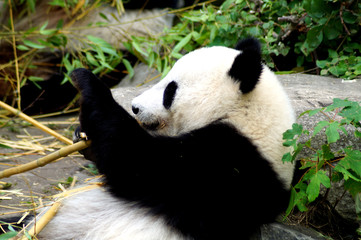 großer Pandabär beim Fressen von Bambus 