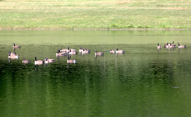 Canada Geese on a pond