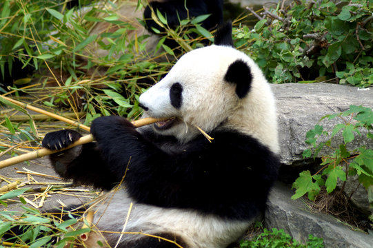 großer Pandabär beim Fressen von Bambus © Spy