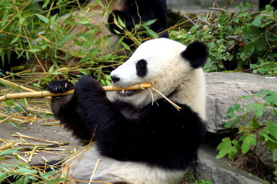 großer Pandabär beim Fressen von Bambus © Spy