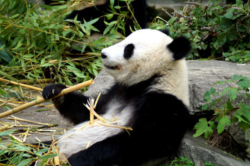 Fototapeta premium großer Panda beim Fressen von Bambus