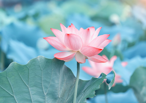 Fototapeta lotus or waterlilly flower in the pond