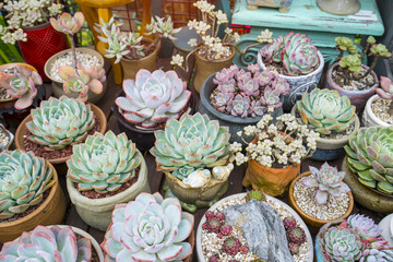  Miniature succulent plants in garden
