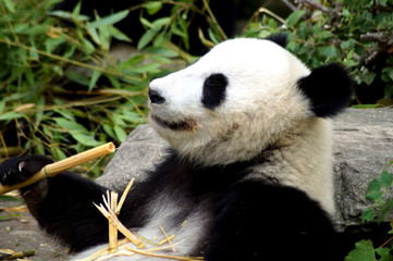 gro&szlig;er Panda beim Fressen von Bambus