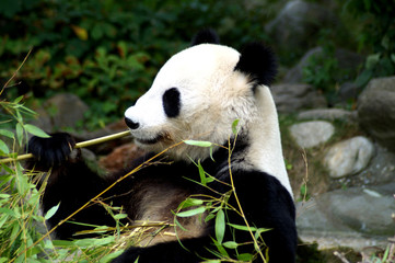 Naklejka premium großer Panda beim Fressen von Bambus