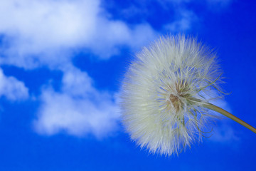 Single dandelion against the blue sky