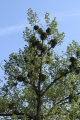 Tree Affected by the Mistletoe