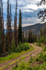 Rocky Mountain National Forest Logging Road
