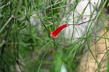 Close up small decumbent red flower of russelia equisetiformis flower, also known as fountainbush, firecracker plant, coral plant, coral fountain, coralblow and fountain plant, is a weeping subshrub.