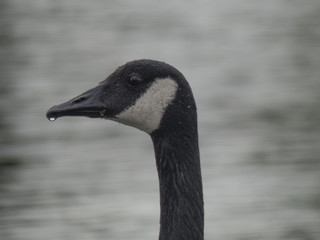 Canadian Goose in the Morning